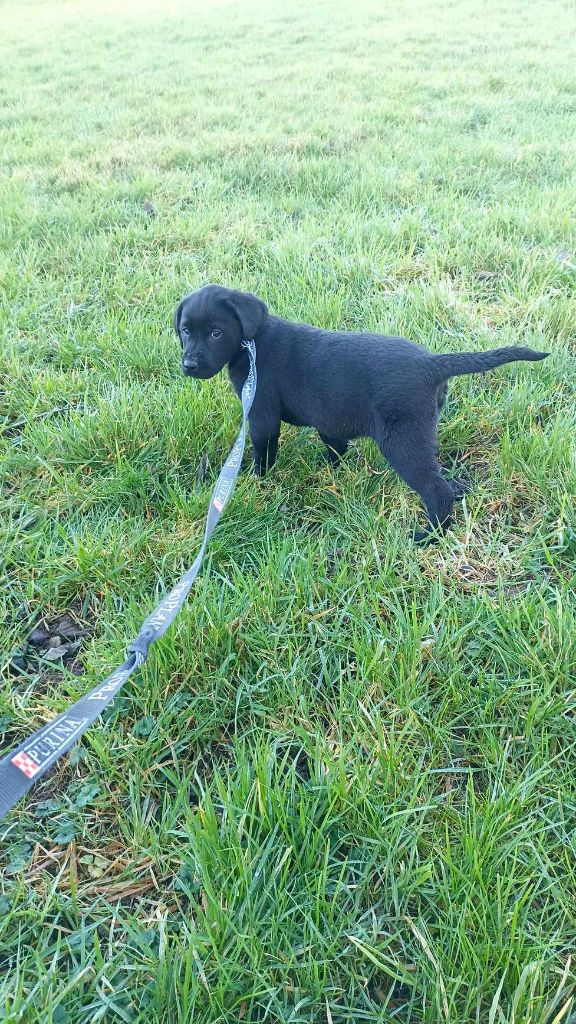 Brush Master - Chiot disponible  - Labrador Retriever