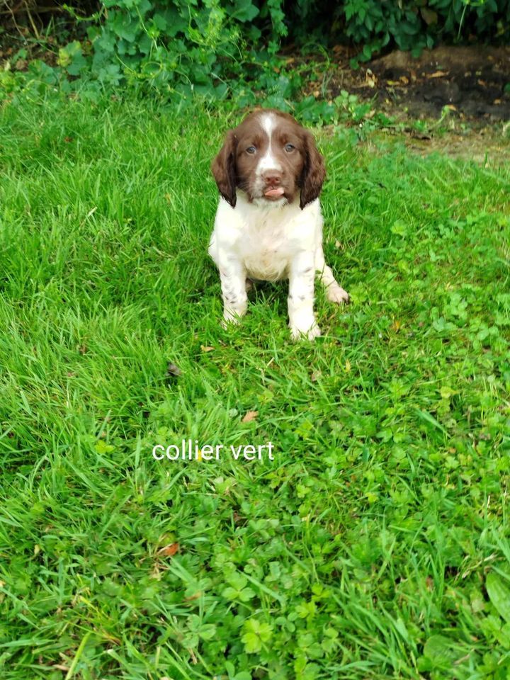 Brush Master - Chiot disponible  - English Springer Spaniel