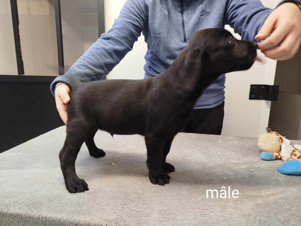 Brush Master - Chiot disponible  - Labrador Retriever