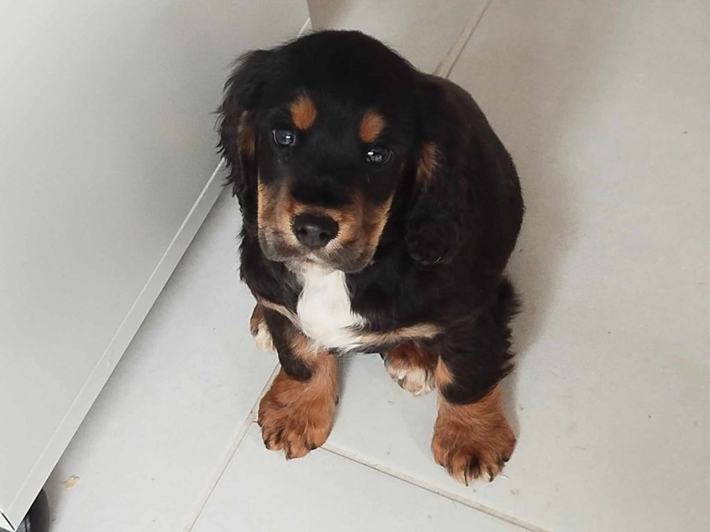 Brush Master - Chiot disponible  - Cocker Spaniel Anglais