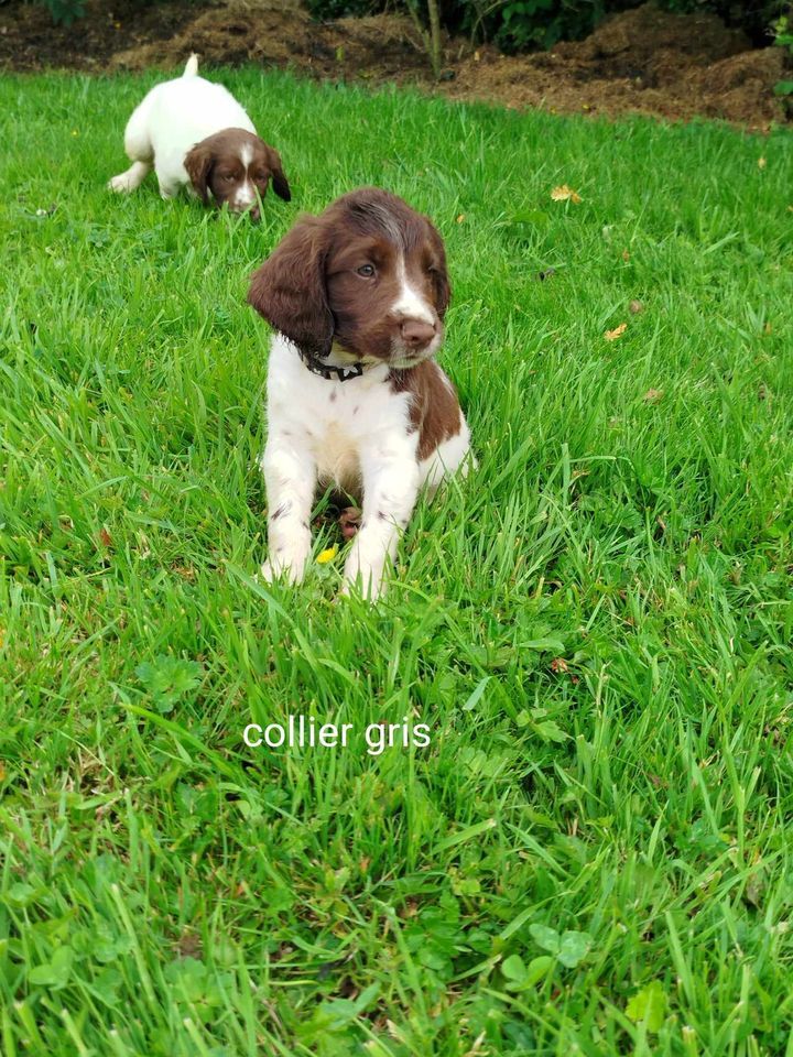 Brush Master - Chiot disponible  - English Springer Spaniel