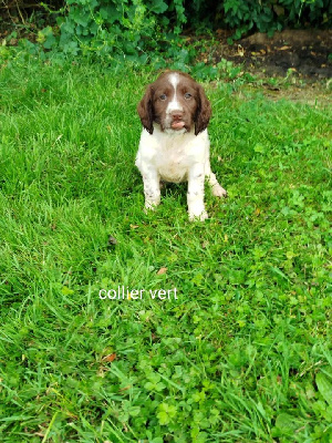 Brush Master - English Springer Spaniel - Portée née le 02/06/2024