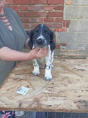 Brush Master - English Springer Spaniel - Portée née le 02/07/2023