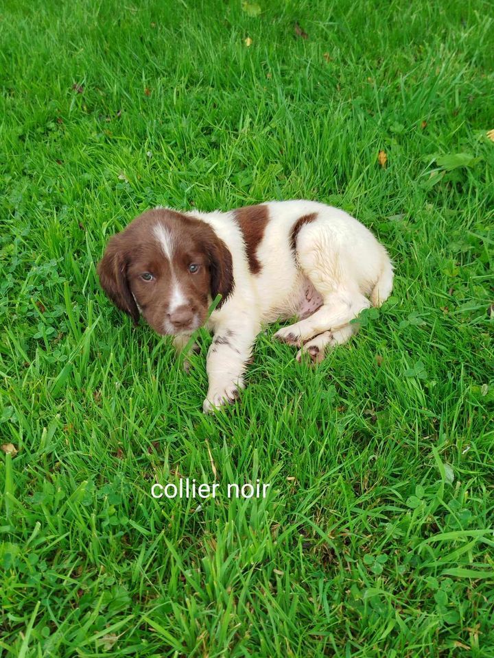 Brush Master - Chiot disponible  - English Springer Spaniel