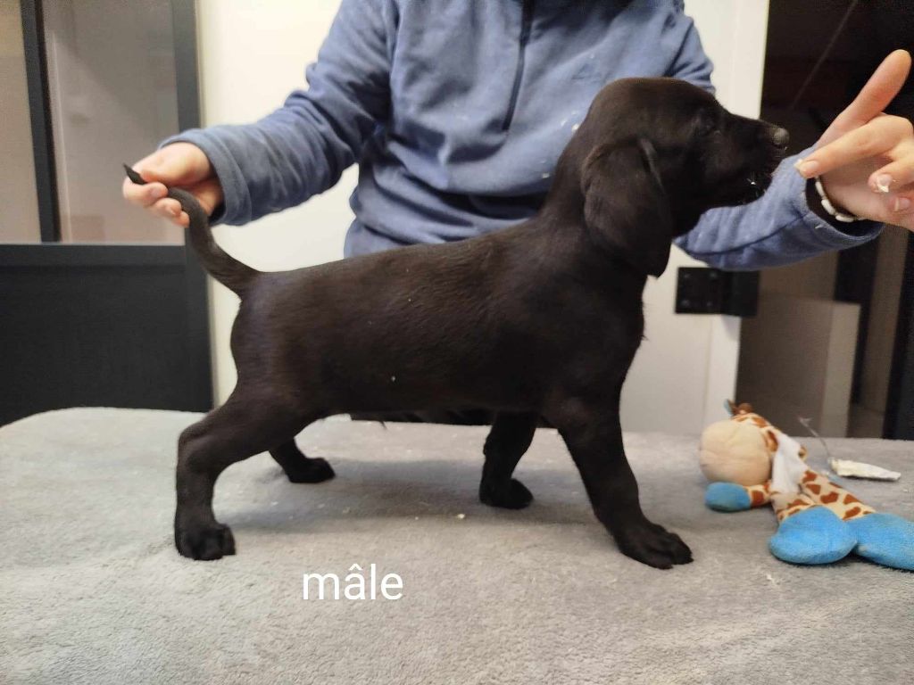 Brush Master - Chiot disponible  - Labrador Retriever