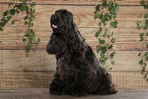 chiot Cocker Spaniel Anglais Brush Master