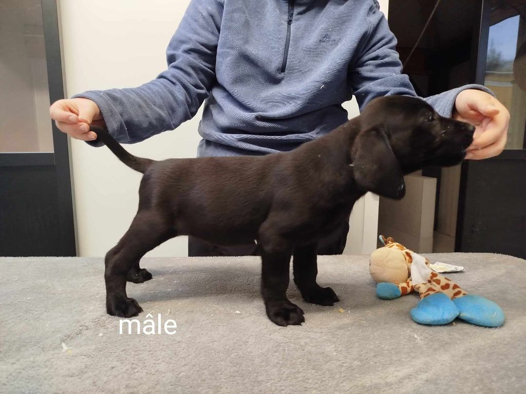 Brush Master - Chiot disponible  - Labrador Retriever