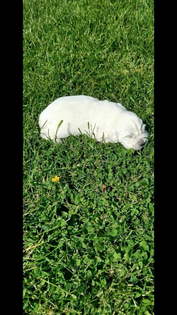 Brush Master - Chiots disponibles - Golden Retriever