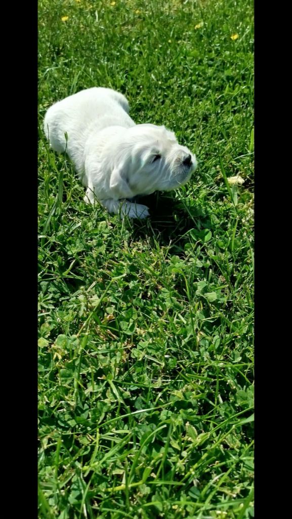 Brush Master - Chiots disponibles - Golden Retriever