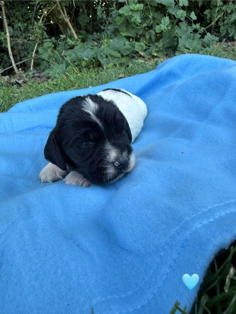Brush Master - Chiots disponibles - English Springer Spaniel