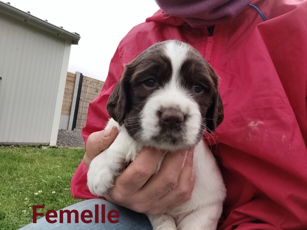 Brush Master - Chiots disponibles - English Springer Spaniel