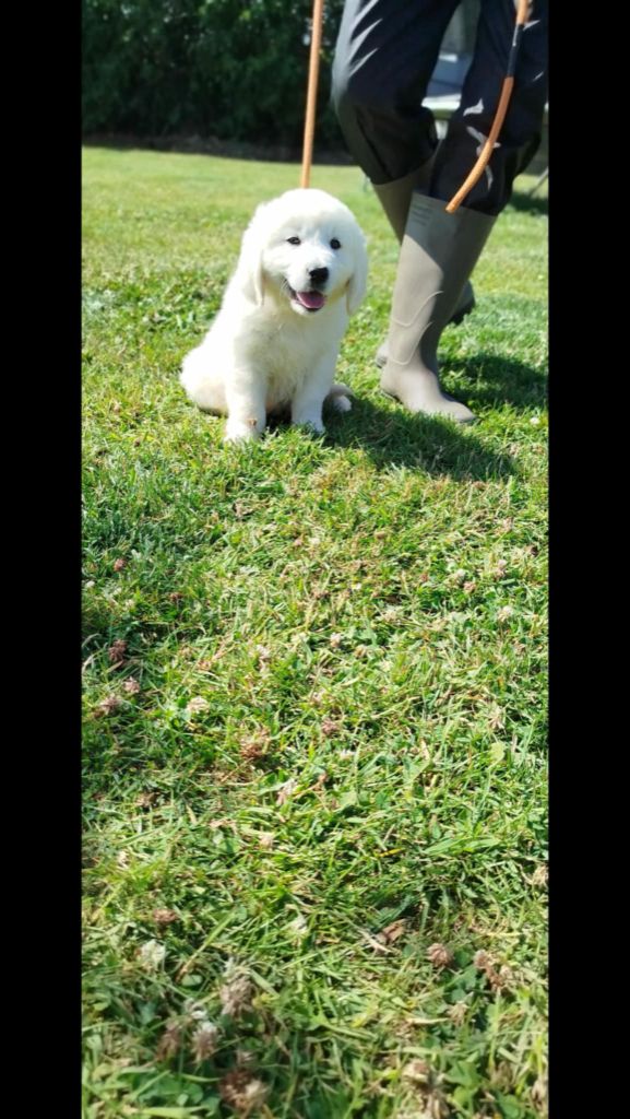 Brush Master - Chiots disponibles - Golden Retriever
