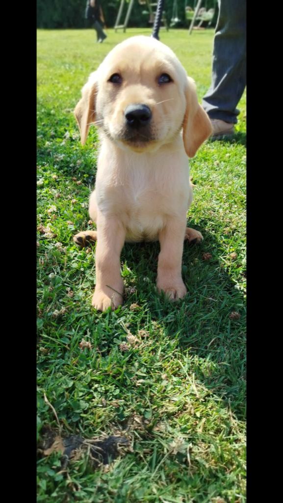 Brush Master - Chiots disponibles - Labrador Retriever