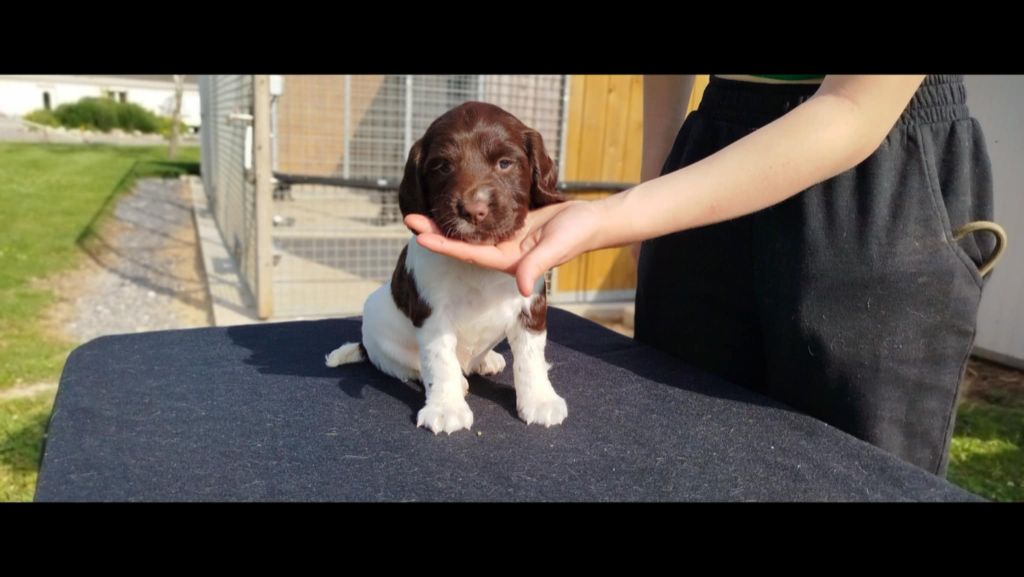 Brush Master - Chiots disponibles - English Springer Spaniel