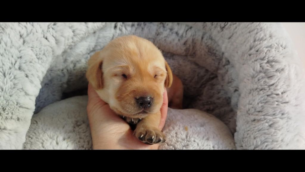 Brush Master - Chiots disponibles - Labrador Retriever