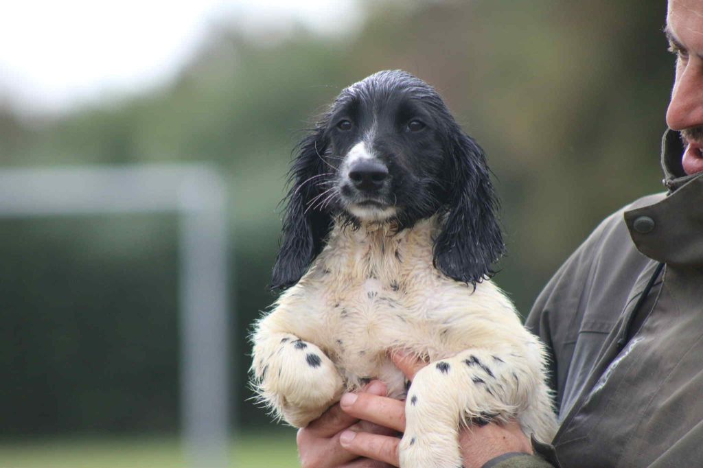 Brush Master - Chiots disponibles - English Springer Spaniel