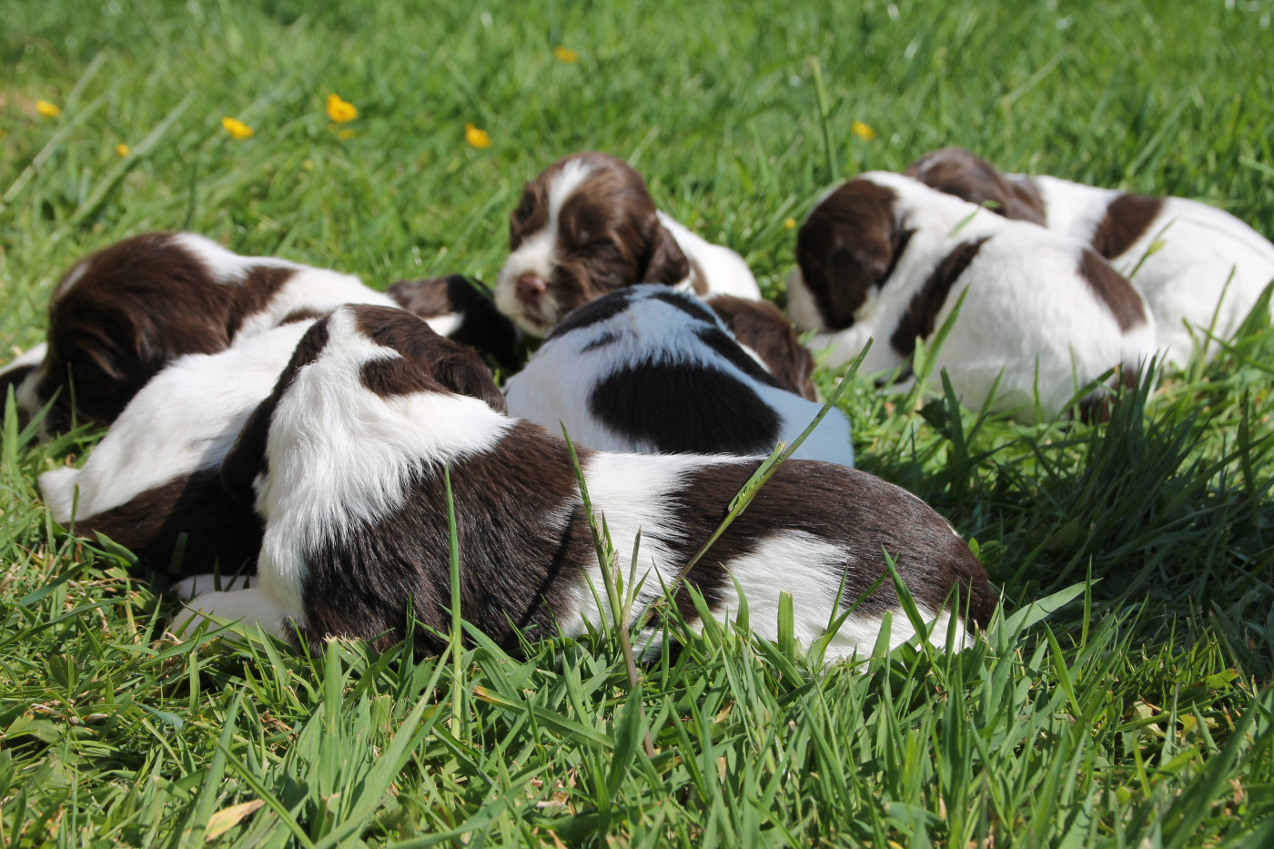 Chiot English Springer Spaniel Brush Master