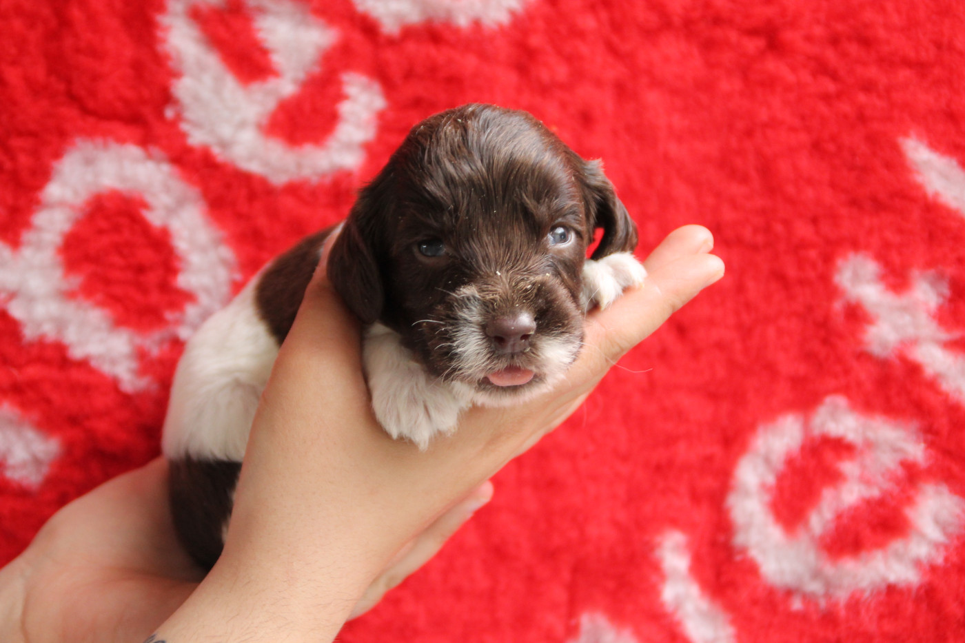 Brush Master - Chiots disponibles - English Springer Spaniel