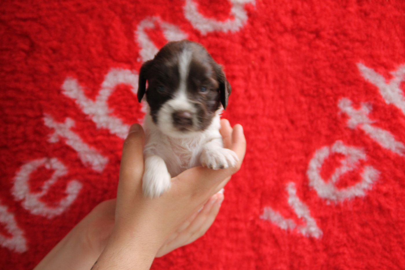 Brush Master - Chiots disponibles - English Springer Spaniel