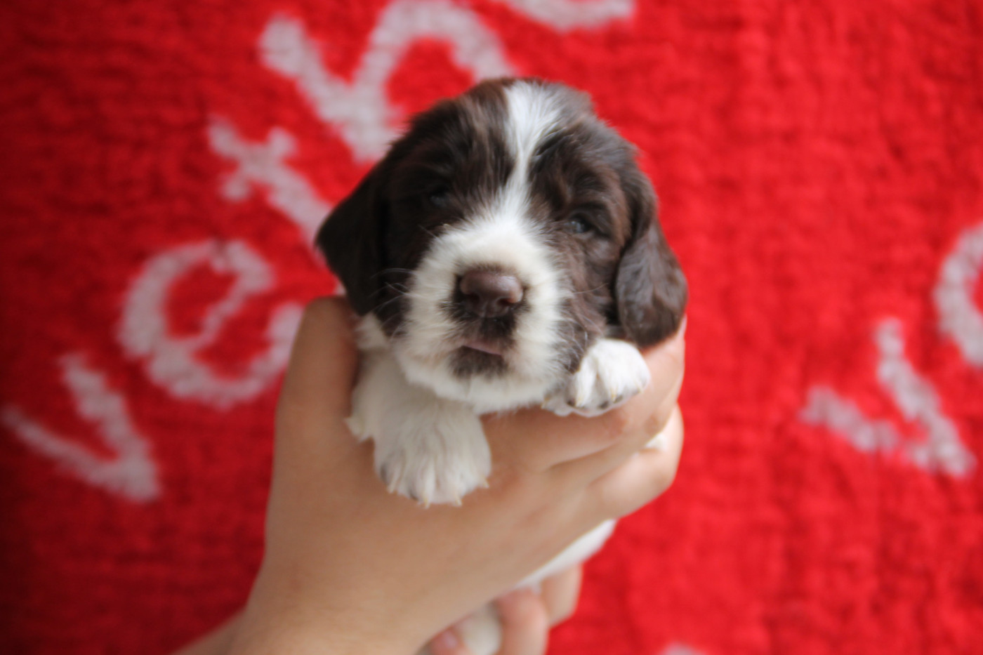 Brush Master - Chiots disponibles - English Springer Spaniel