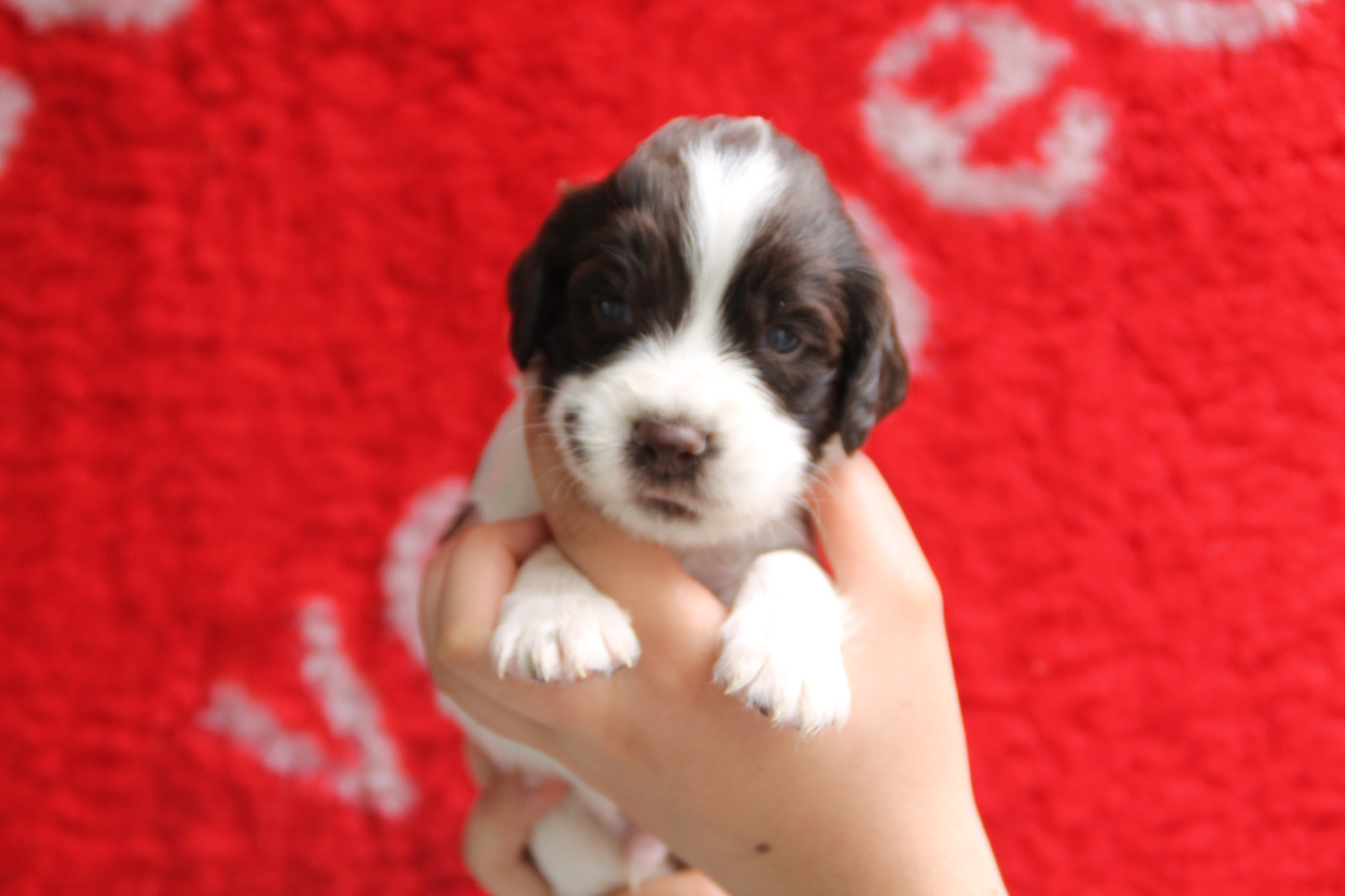 Brush Master - Chiots disponibles - English Springer Spaniel