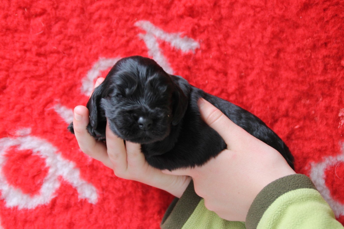 Brush Master - Chiots disponibles - Cocker Spaniel Anglais