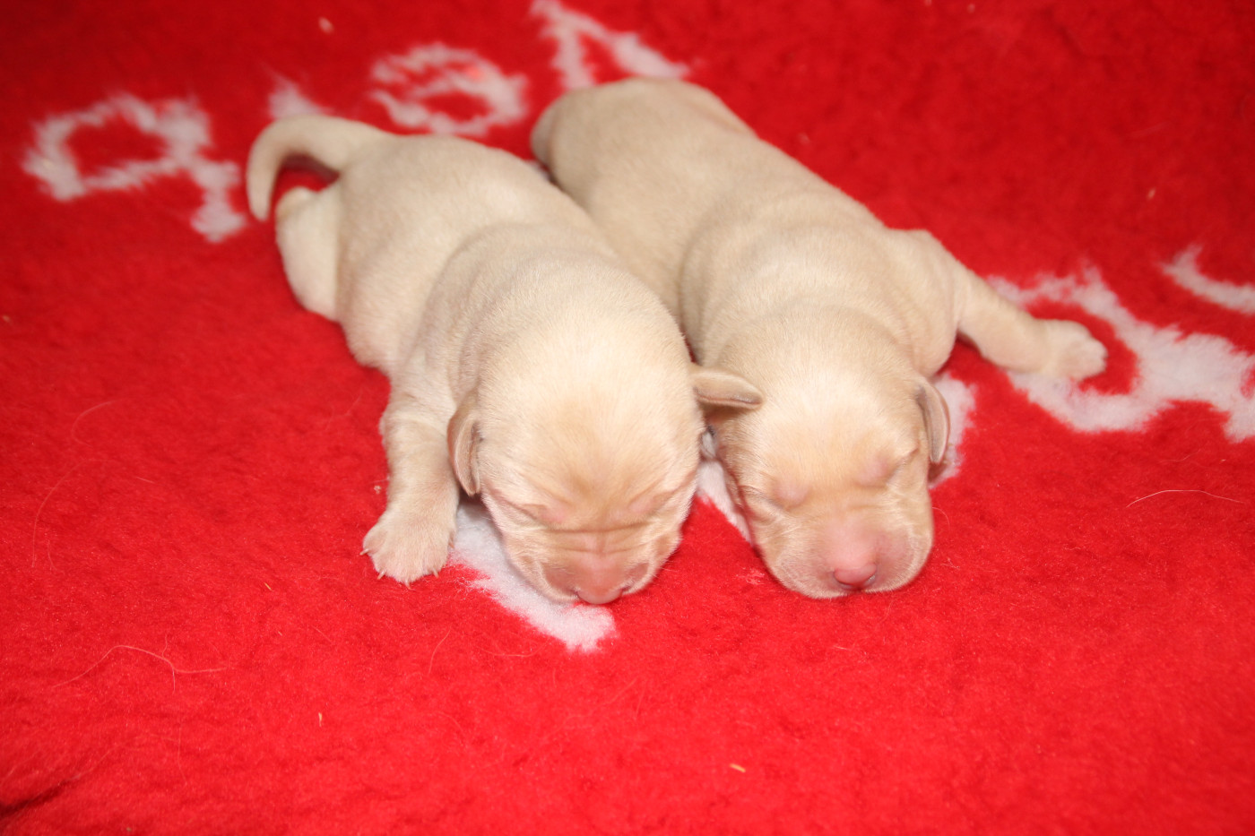 Chiot Labrador Retriever Brush Master
