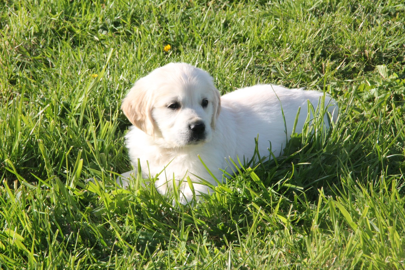 Brush Master - Chiots disponibles - Golden Retriever