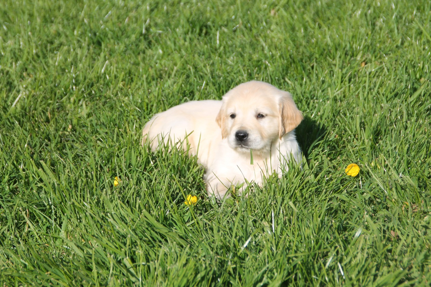 Brush Master - Chiots disponibles - Golden Retriever