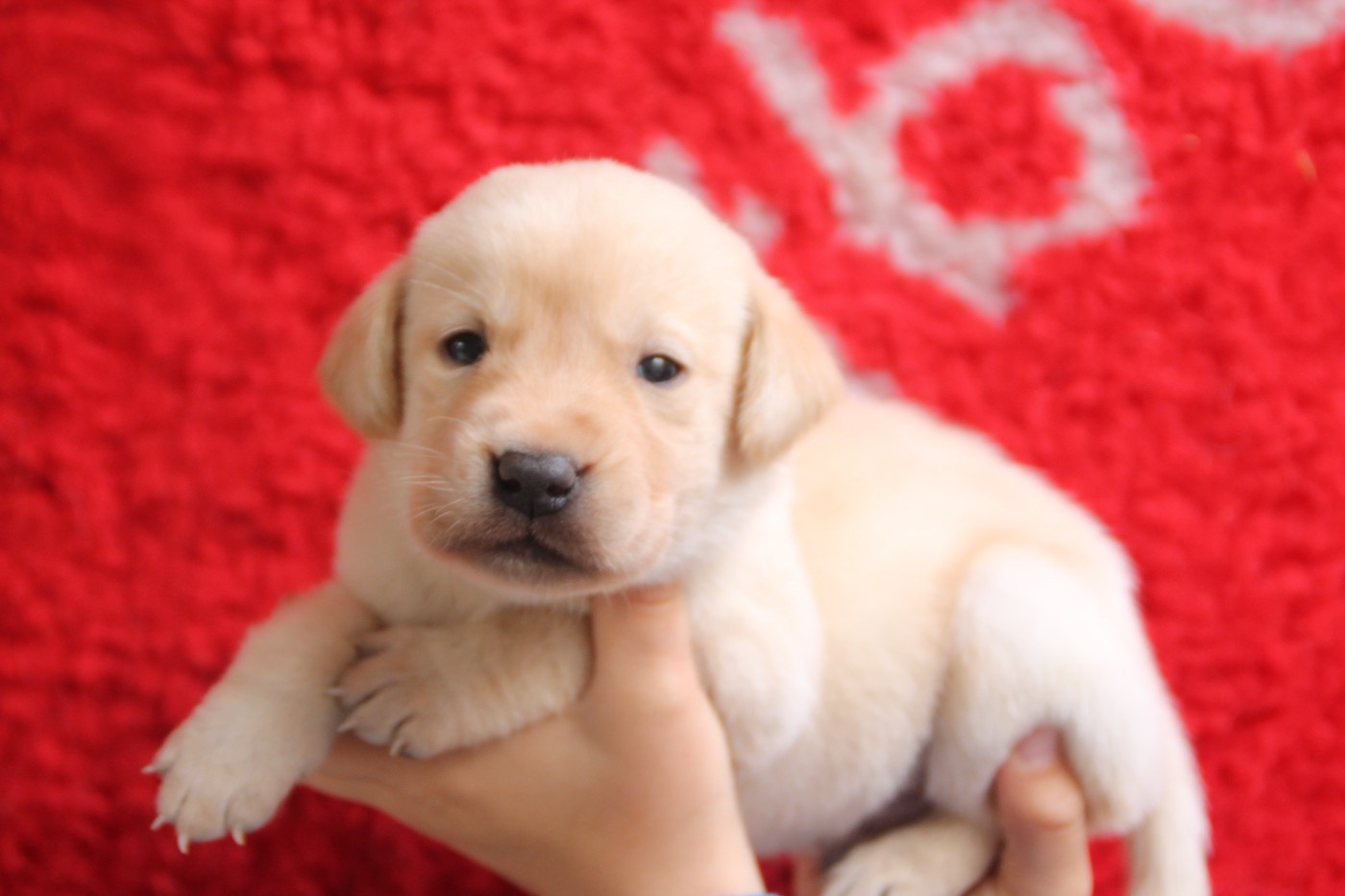 Brush Master - Chiots disponibles - Labrador Retriever