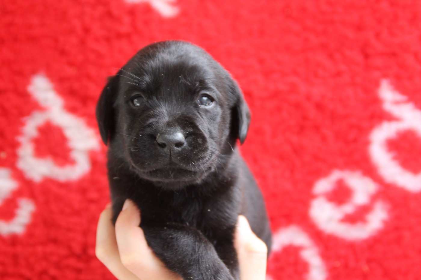 Brush Master - Chiots disponibles - Labrador Retriever