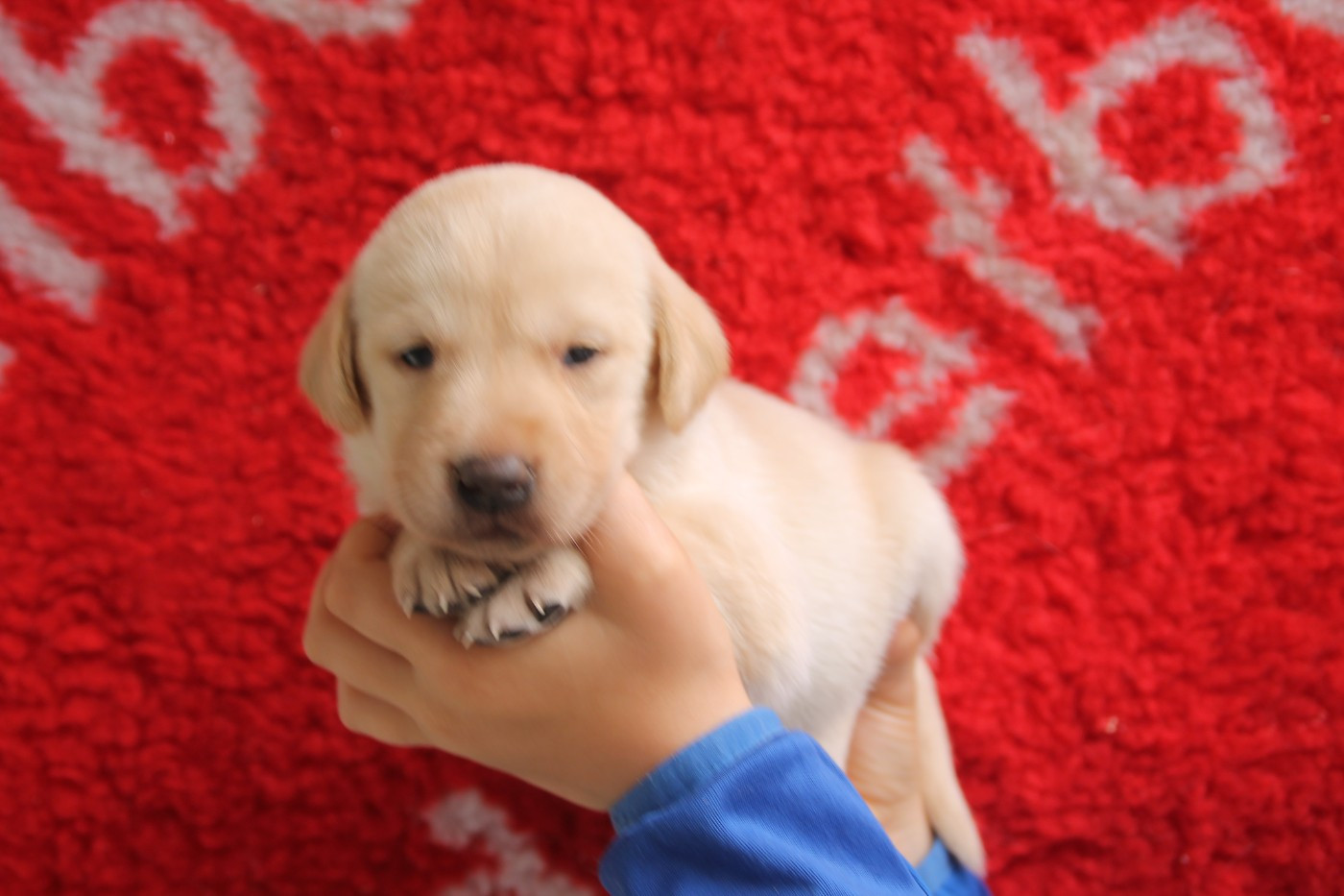 Brush Master - Chiots disponibles - Labrador Retriever