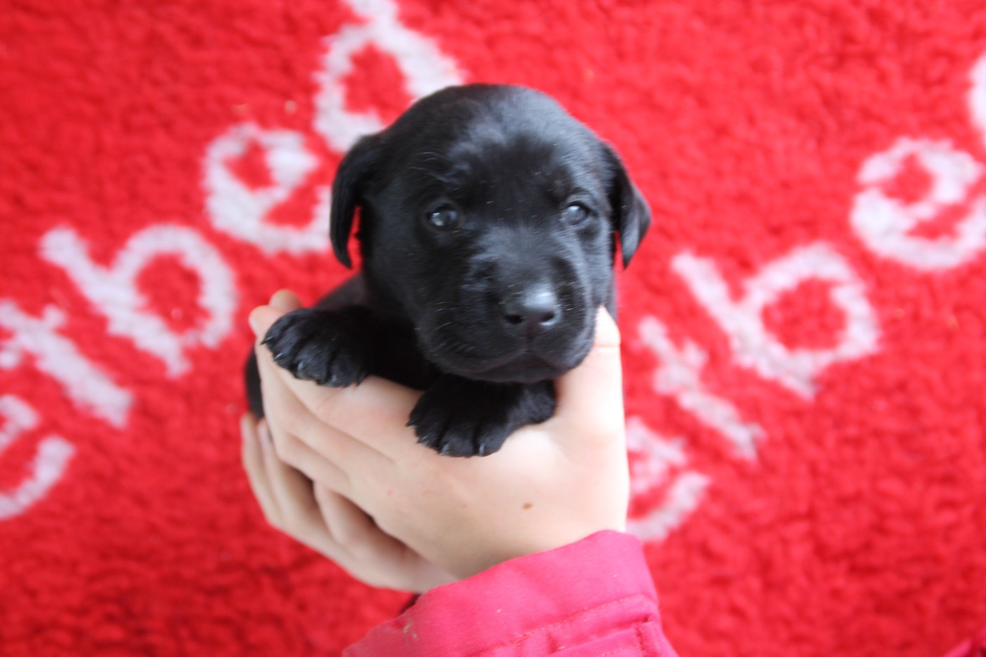 Brush Master - Chiots disponibles - Labrador Retriever