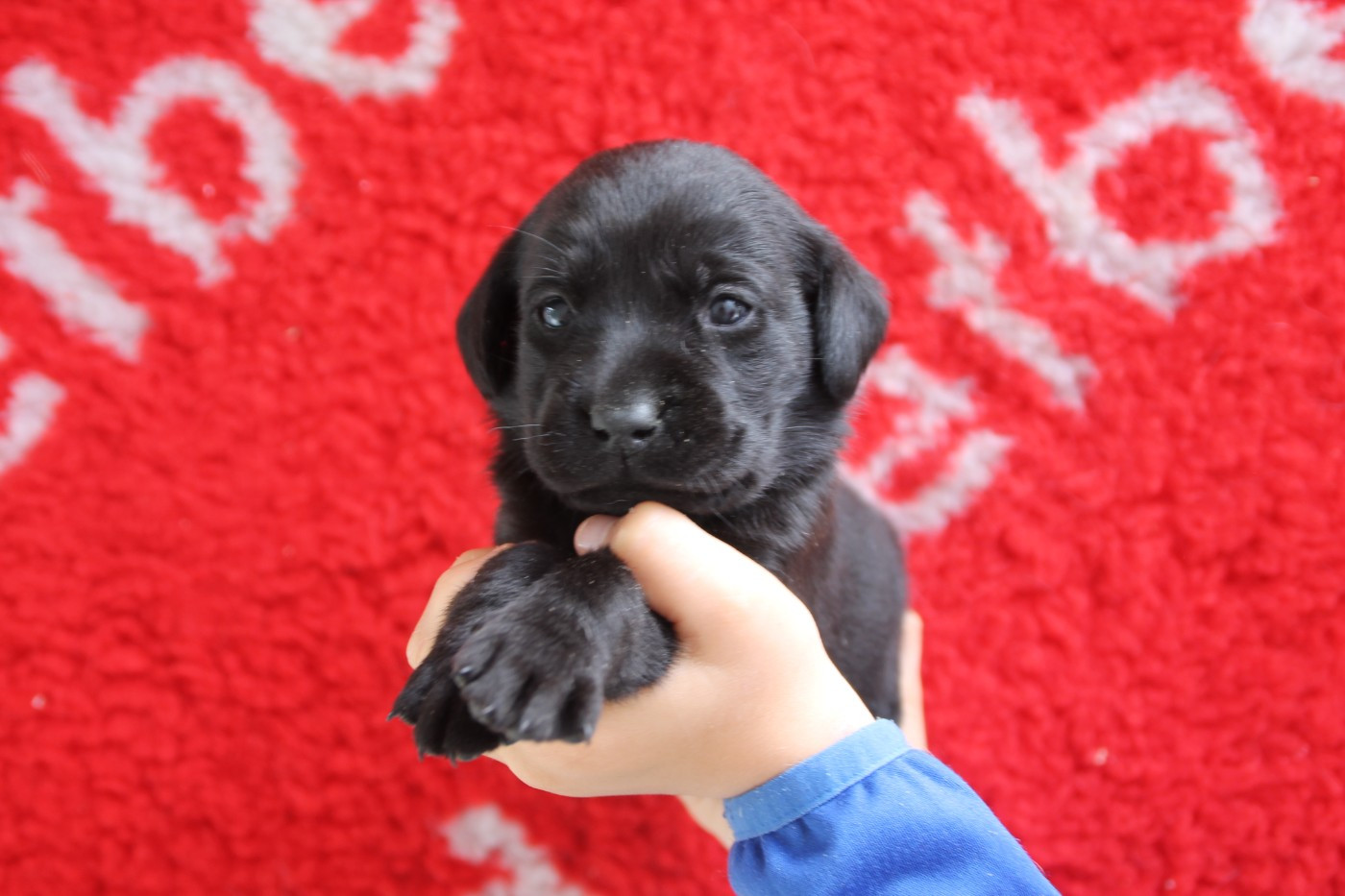 Brush Master - Chiots disponibles - Labrador Retriever