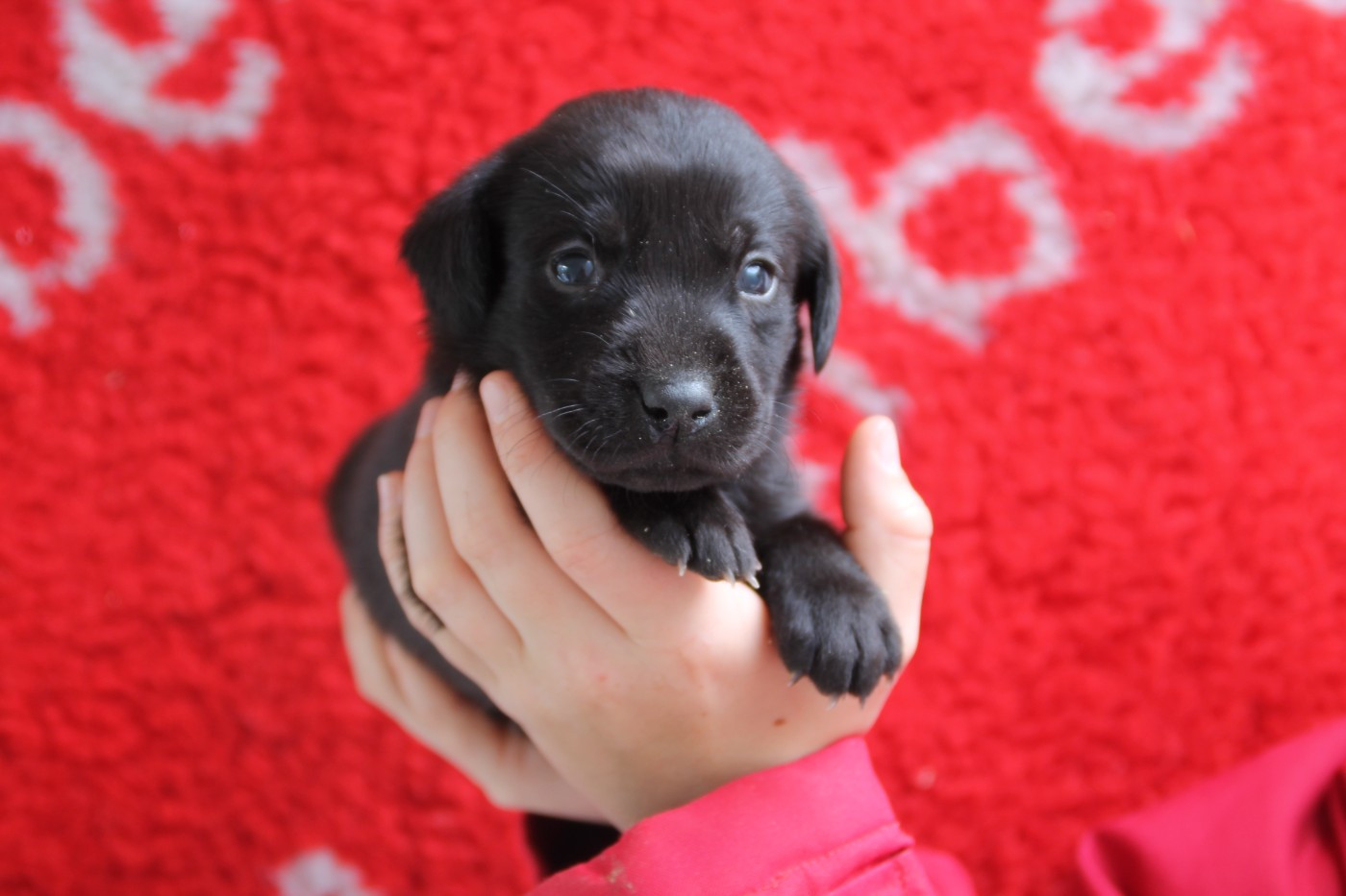Brush Master - Chiots disponibles - Labrador Retriever