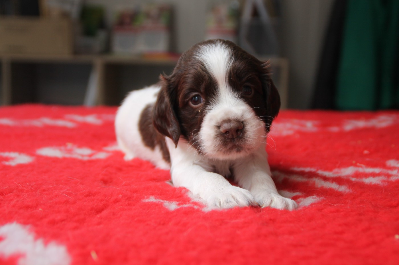 Brush Master - Chiots disponibles - English Springer Spaniel