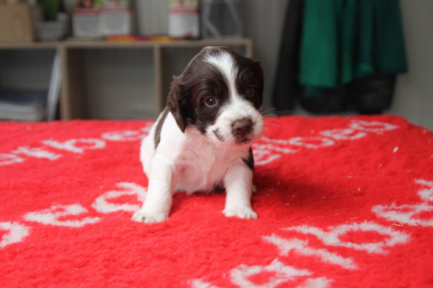 Brush Master - Chiots disponibles - English Springer Spaniel