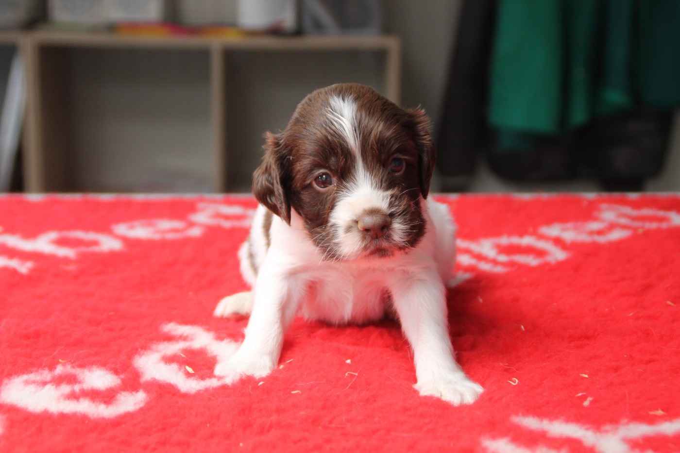 Brush Master - Chiots disponibles - English Springer Spaniel