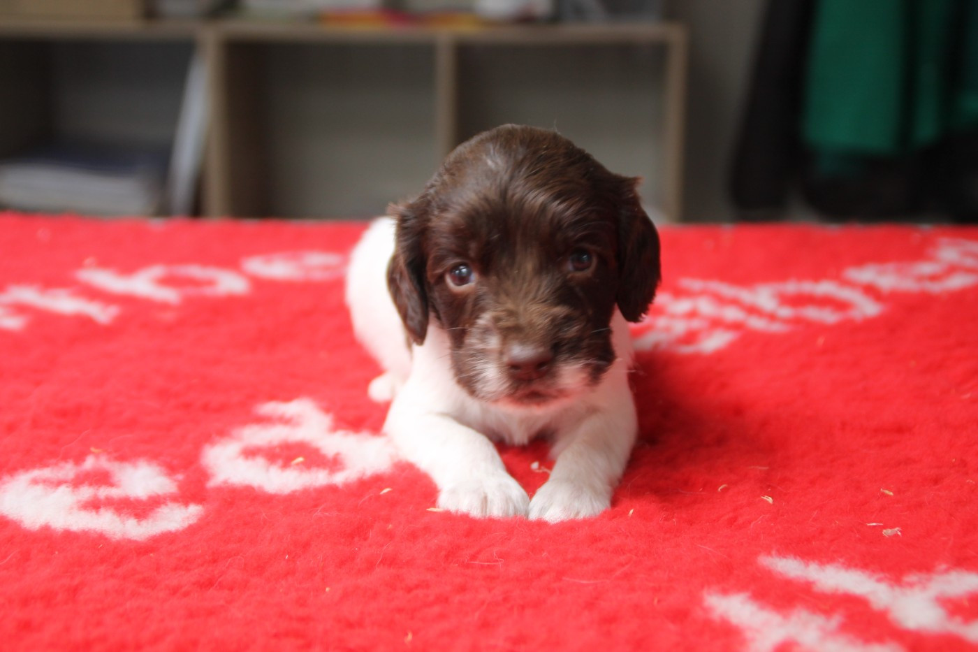 Brush Master - Chiots disponibles - English Springer Spaniel
