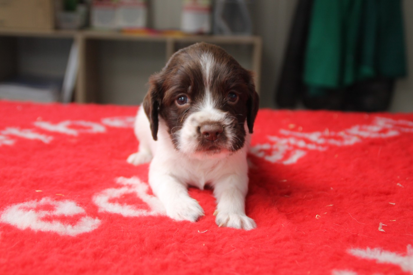 Brush Master - Chiots disponibles - English Springer Spaniel