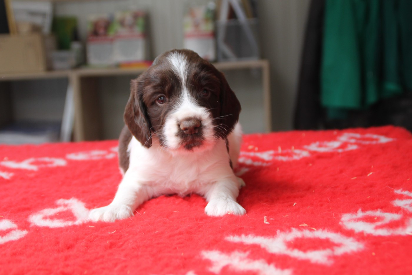 Brush Master - Chiots disponibles - English Springer Spaniel
