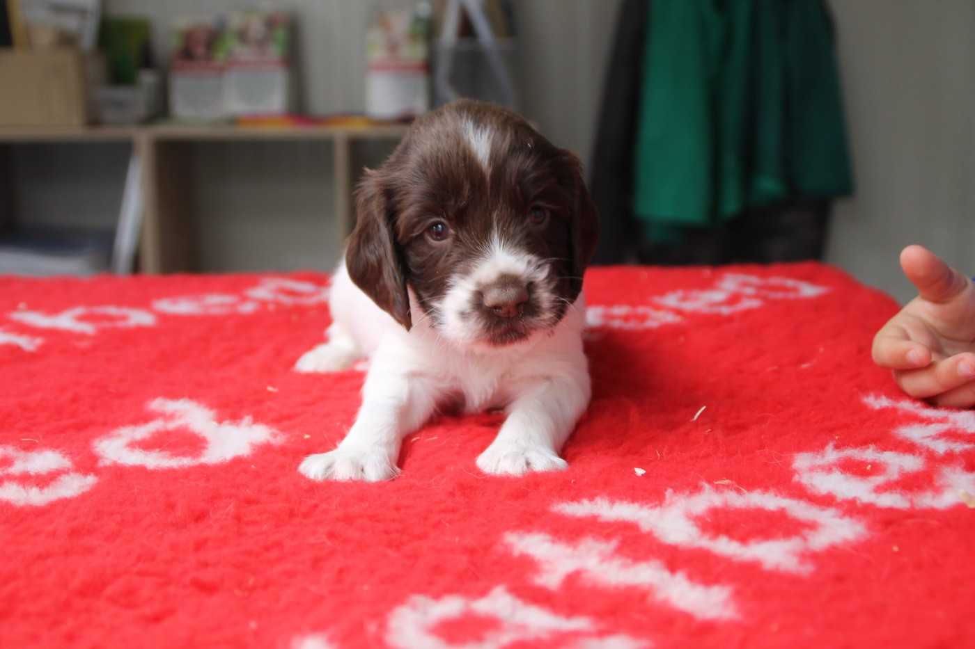 Brush Master - Chiots disponibles - English Springer Spaniel