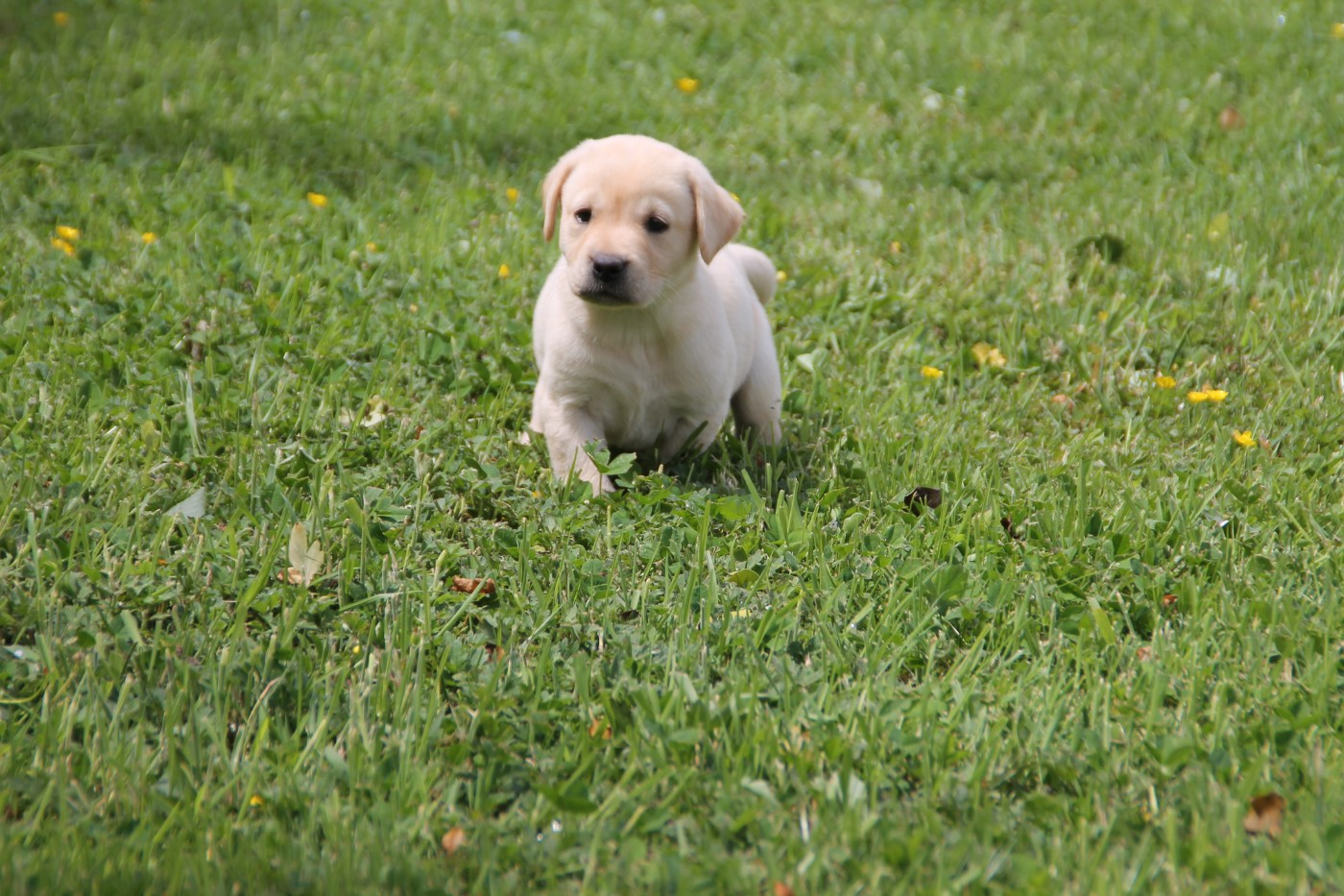 Brush Master - Chiots disponibles - Labrador Retriever