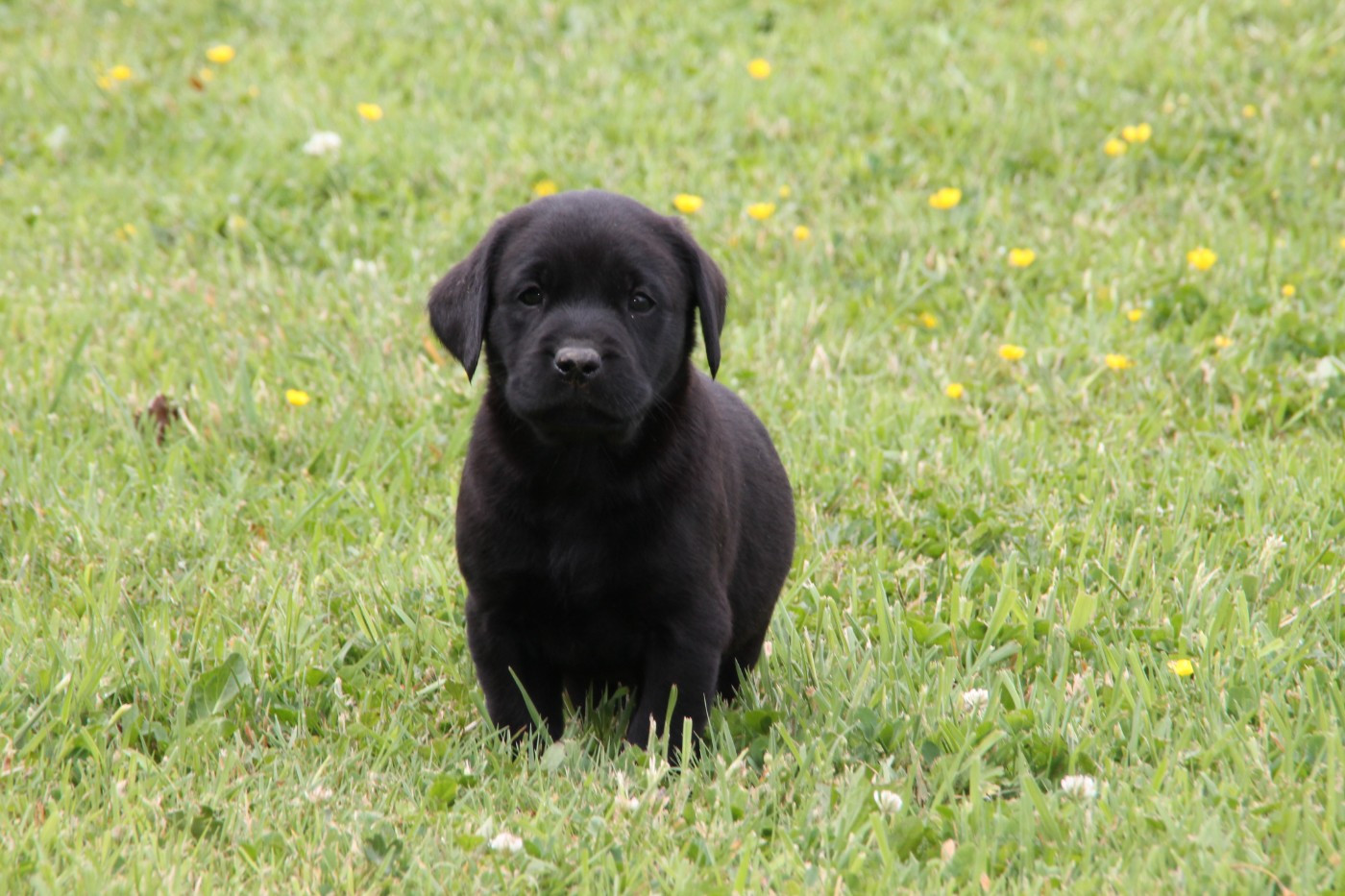 Brush Master - Chiots disponibles - Labrador Retriever