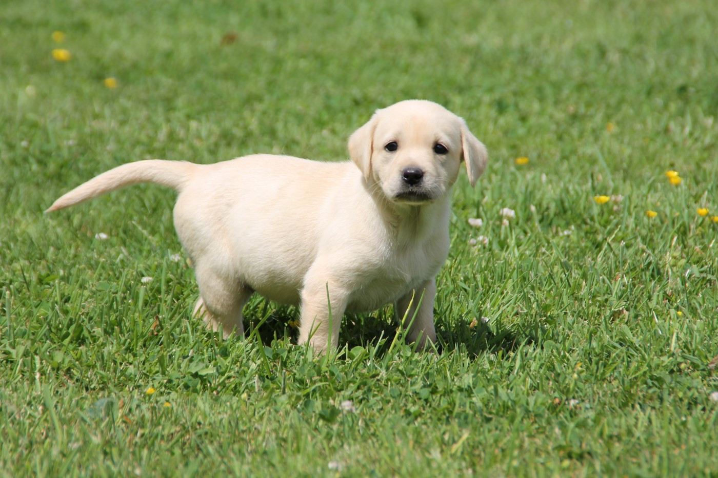 Brush Master - Chiots disponibles - Labrador Retriever