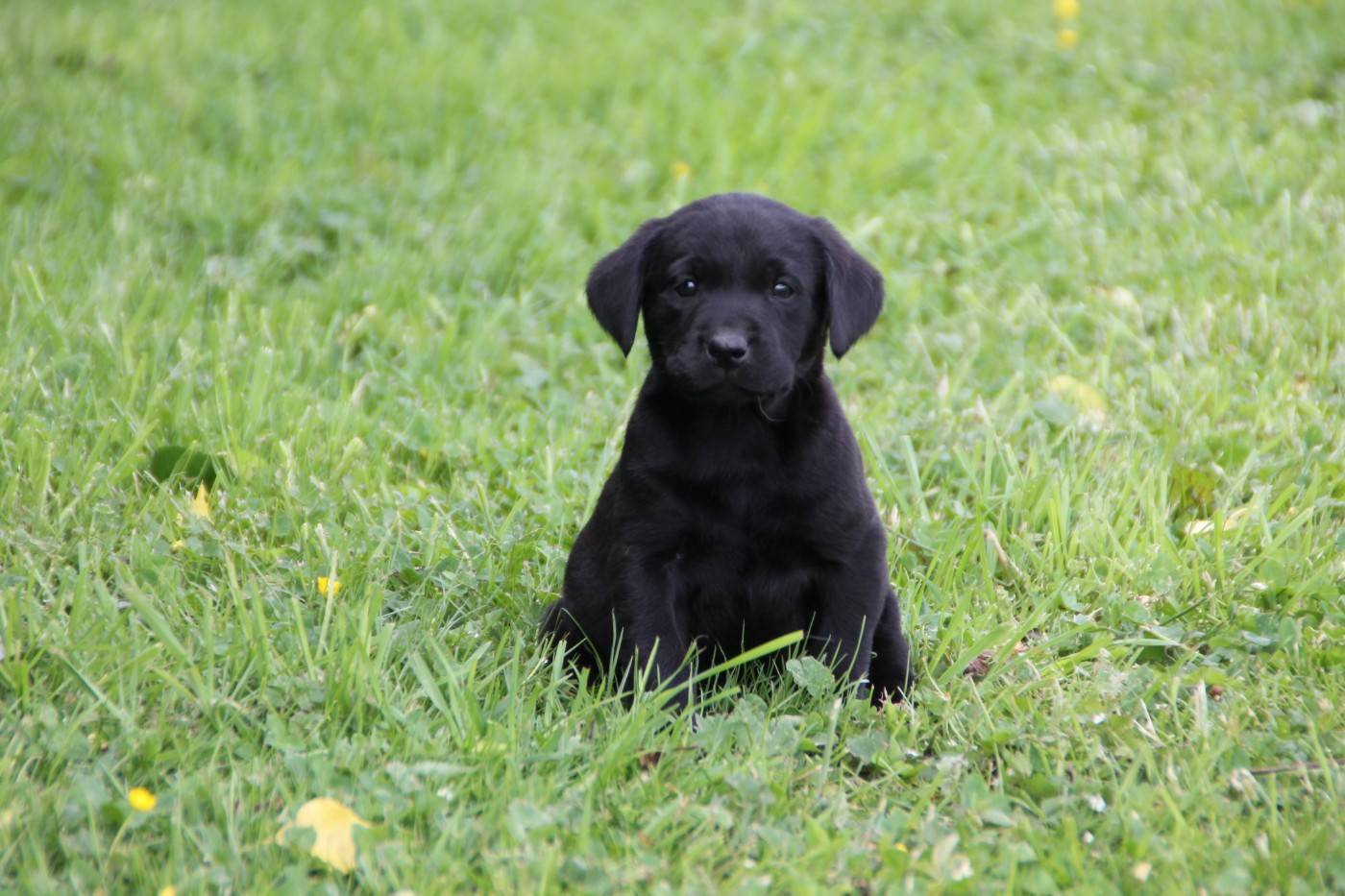 Brush Master - Chiots disponibles - Labrador Retriever