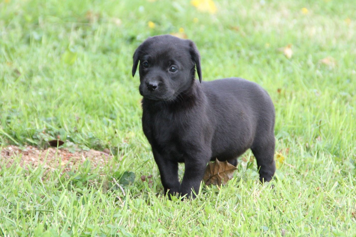 Brush Master - Chiots disponibles - Labrador Retriever
