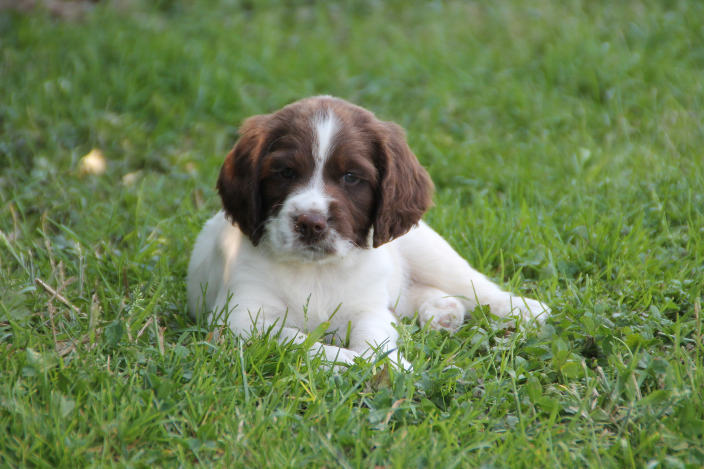 Brush Master - Chiots disponibles - English Springer Spaniel
