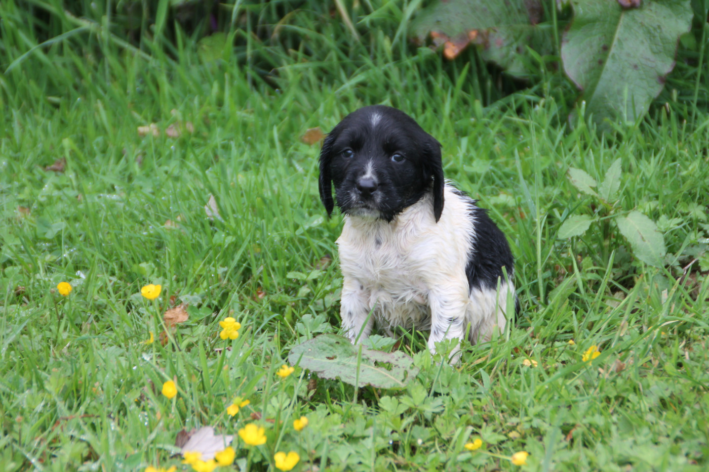 Brush Master - Chiots disponibles - English Springer Spaniel