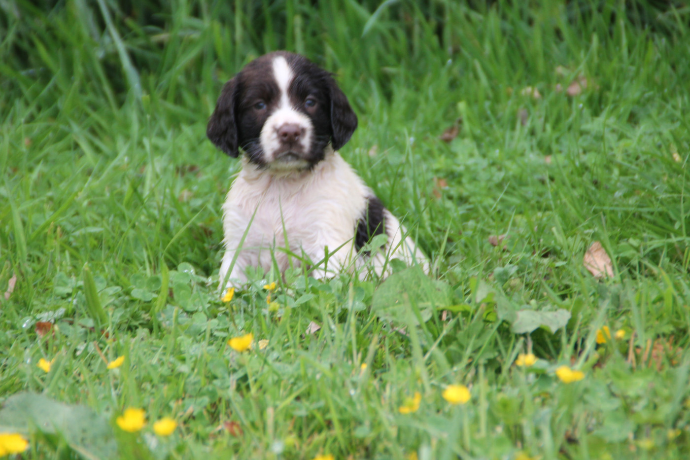 Brush Master - Chiots disponibles - English Springer Spaniel